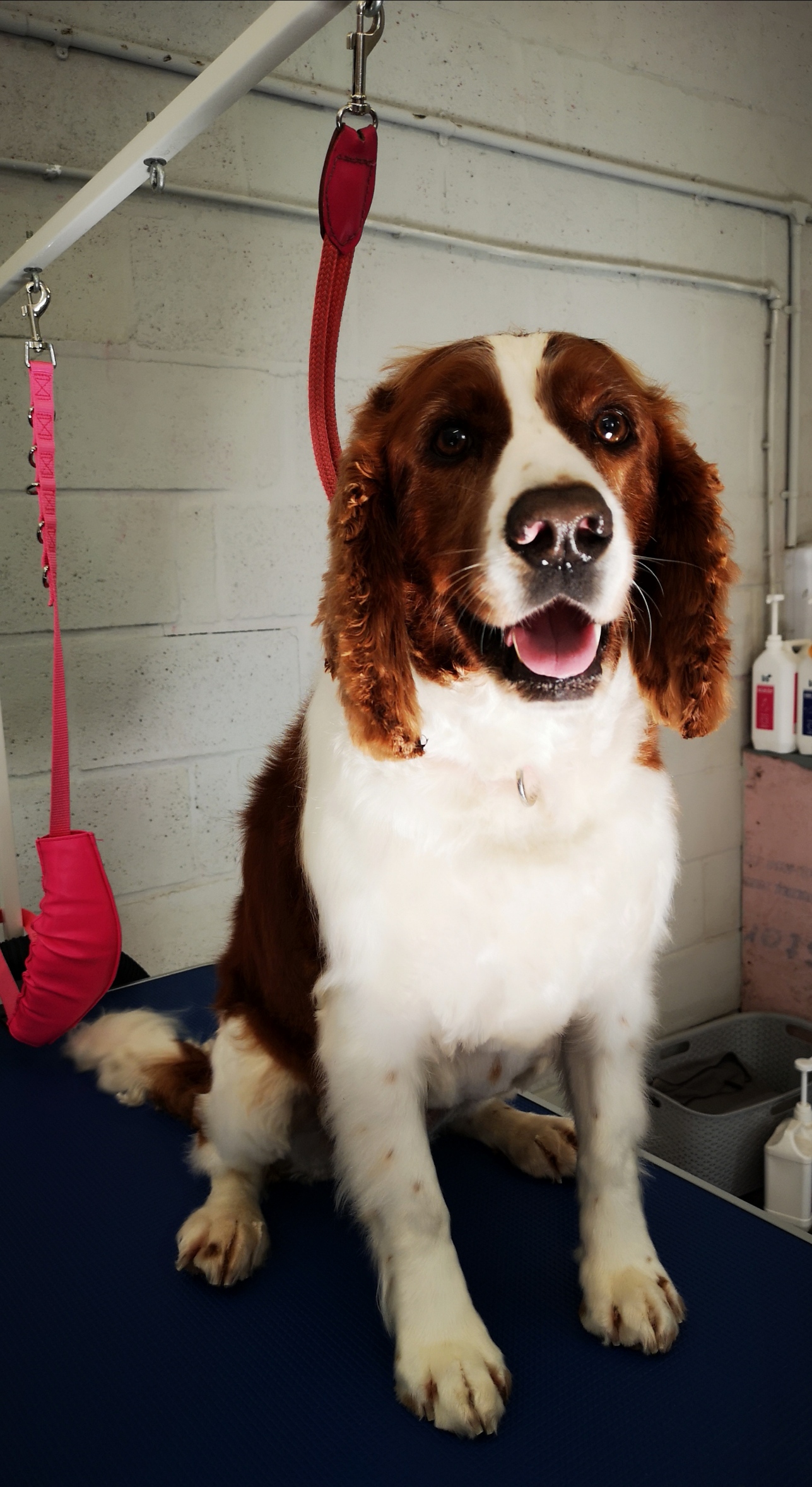 Reviews Dog Grooming Newport, Dog Grooming Cardiff, Luxury Dog